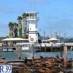 Pier-39---Marina---fishermans-wharf---Seals-sea-lions-San-Francisco--