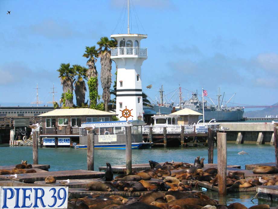 Pier-39---Marina---fishermans-wharf---Seals-sea-lions-San-Francisco--